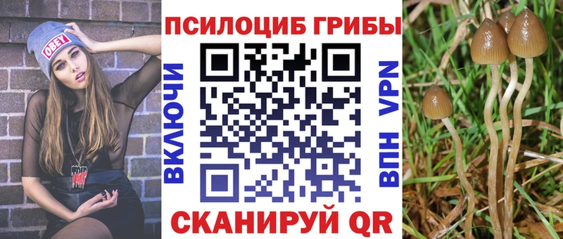 Галлюциногенные грибы Psilocybe  купить закладку  Верхняя Пышма 